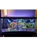 AQUA LED PLANT FULL SPECTRUM  4 RENK ÖZEL DİZİLİM